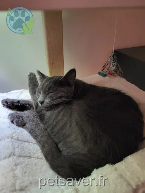 chat lost   37510 Ballan-Miré Auguste