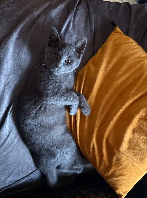kater vermist 37530 Limeray Aïko kater lost 37530 Limeray Aïko