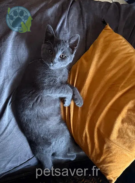 gato perdido 37530 Limeray Aïko gato lost 37530 Limeray Aïko