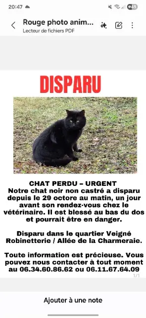 chat lost   37250 Veigné Baghera
