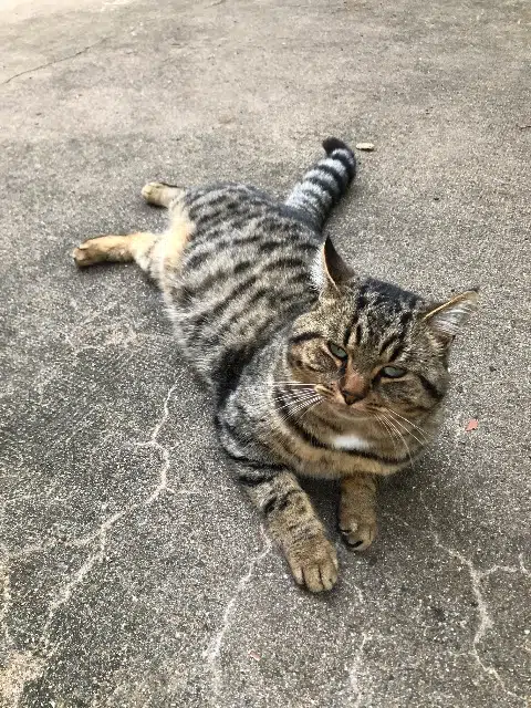 chat lost   37400 Amboise Balisto