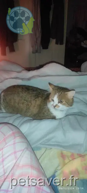gato perdido 37530 Nazelles-Négron Bichon gato lost 37530 Nazelles-Négron Bichon