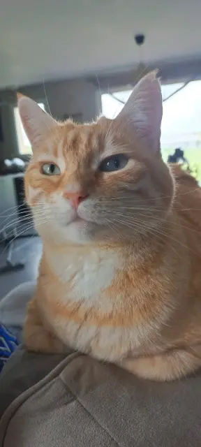 chat lost   37270 Azay-sur-Cher Caramel
