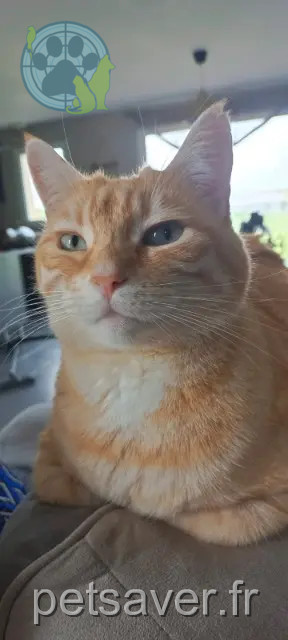gato perdido 37270 Azay-sur-Cher Caramel gato lost 37270 Azay-sur-Cher Caramel