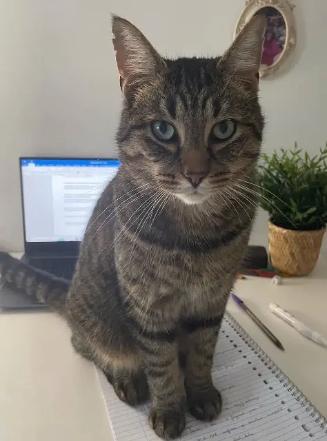 chat lost   37380 Monnaie Chabichou