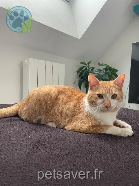 cat lost 37300 Joué-lès-Tours Chaussette cat lost 37300 Joué-lès-Tours Chaussette