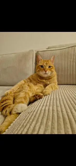 chat lost   37160 Descartes Chouchou