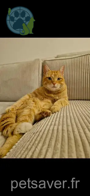 gatto perso 37160 Descartes Chouchou gatto lost 37160 Descartes Chouchou