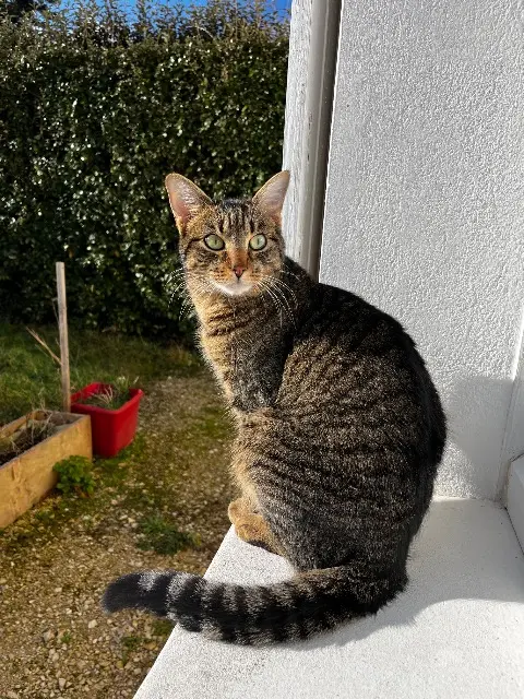 chat lost   37550 Saint-Avertin Darwin