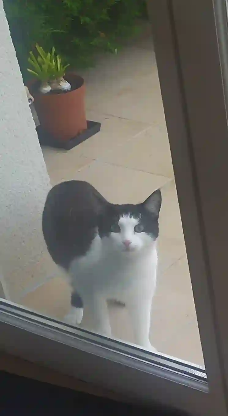 Chat Perdu 37 Indre-et-Loire - Enan Chat Perdu 37 Indre-et-Loire - Enan