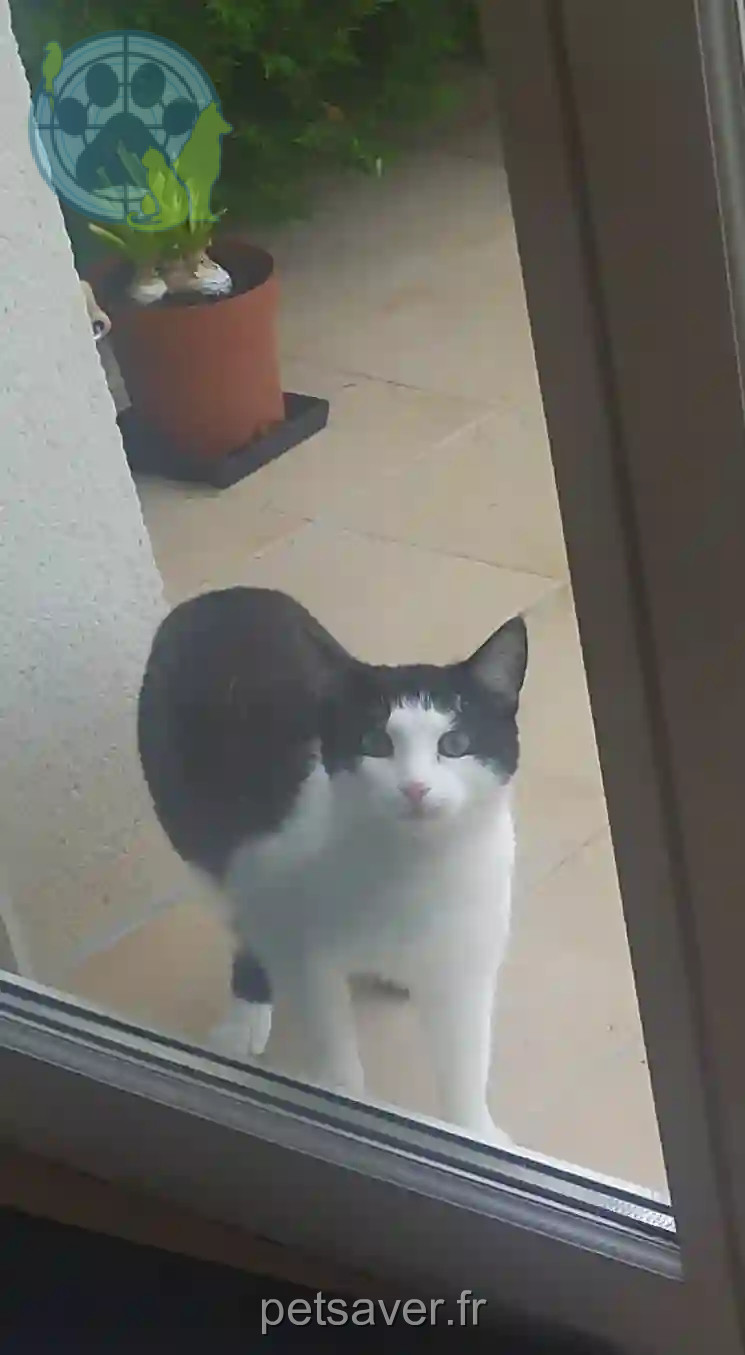 Chat Perdu 37 Indre-et-Loire - Enan Chat Perdu 37 Indre-et-Loire - Enan