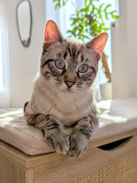 chat lost   37260 Monts Flocon