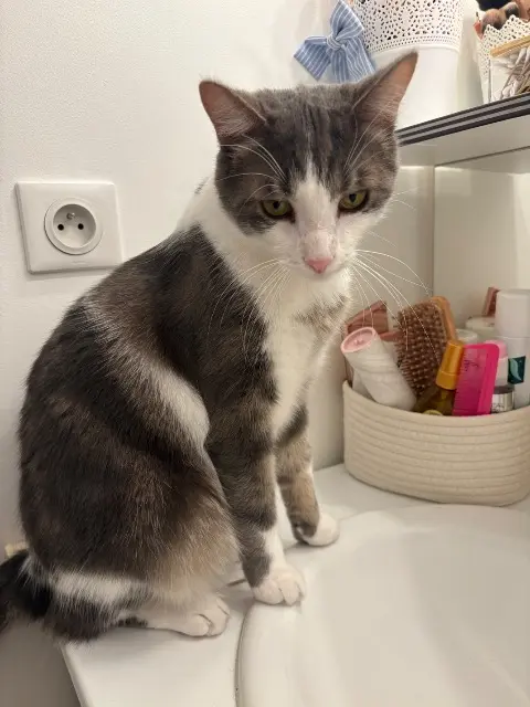 chat lost   37110 Château-Renault Frimousse