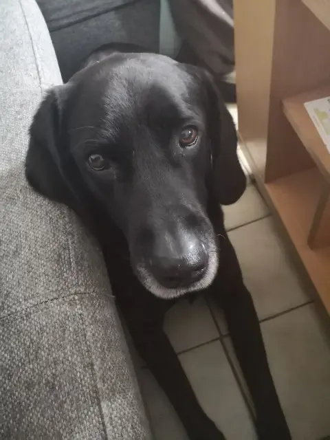 chat lost   37510 Saint-Genouph Furygane ou Fufu