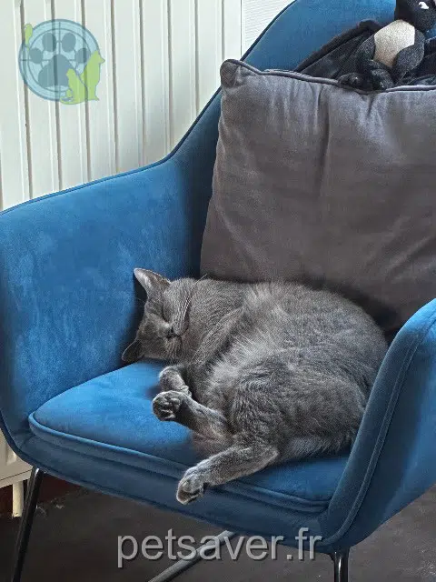chat lost   37300 Joué-lès-Tours Grishka