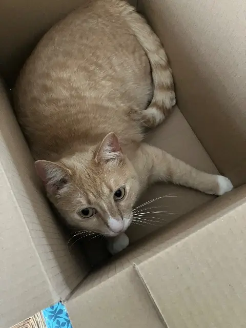 chat lost   37390 La Membrolle-sur-Choisille Gustave