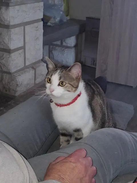 chat lost   37700 Saint-Pierre-des-Corps Harvey