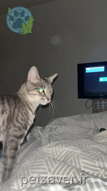 chat lost   37230 Pernay Helios