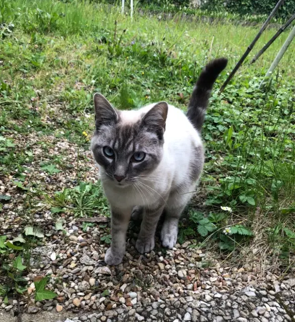 chat lost   37240 Ligueil Joakim