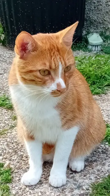 cat lost 37110 Auzouer-en-Touraine Kaly cat lost 37110 Auzouer-en-Touraine Kaly