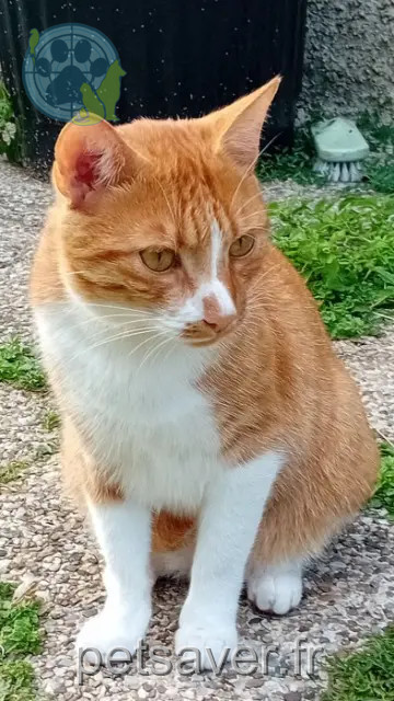 chat perdu 37110 Auzouer-en-Touraine Kaly chat lost 37110 Auzouer-en-Touraine Kaly