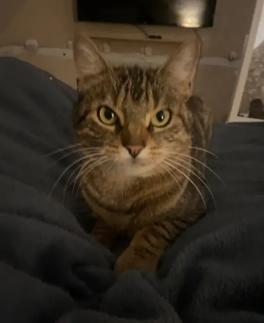 chat lost   37110 Morand Kayonn