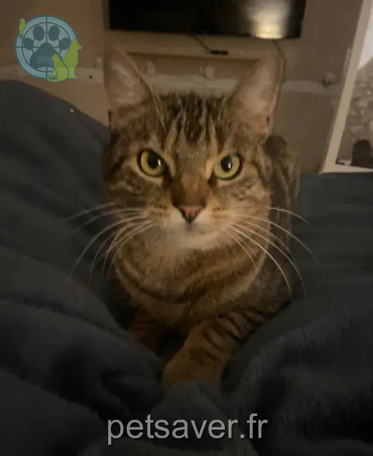 Kater vermisst 37110 Morand Kayonn Kater lost 37110 Morand Kayonn
