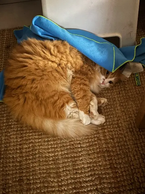 chat lost   37510 Savonnières Kyubi