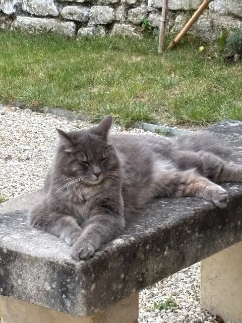 gato perdido 37500 Chinon Leonard gato lost 37500 Chinon Leonard