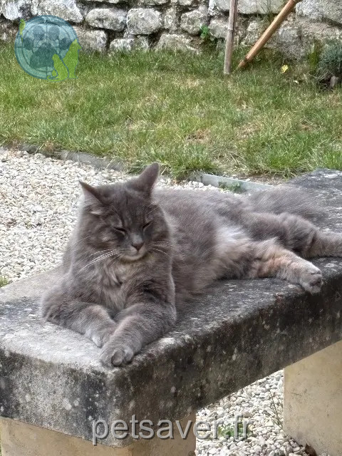 cat lost 37500 Chinon Leonard cat lost 37500 Chinon Leonard