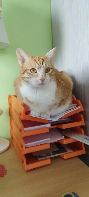 chat lost   37360 Sonzay Lilas