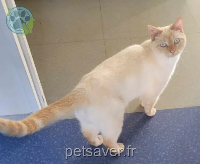 gatto lost   37420 Savigny-en-Véron Litchi