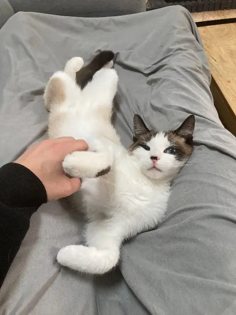 kater vermist 37270 Montlouis-sur-Loire Loki kater lost 37270 Montlouis-sur-Loire Loki