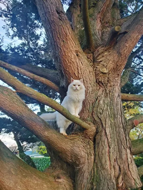 chat lost   37360 Semblançay Loki