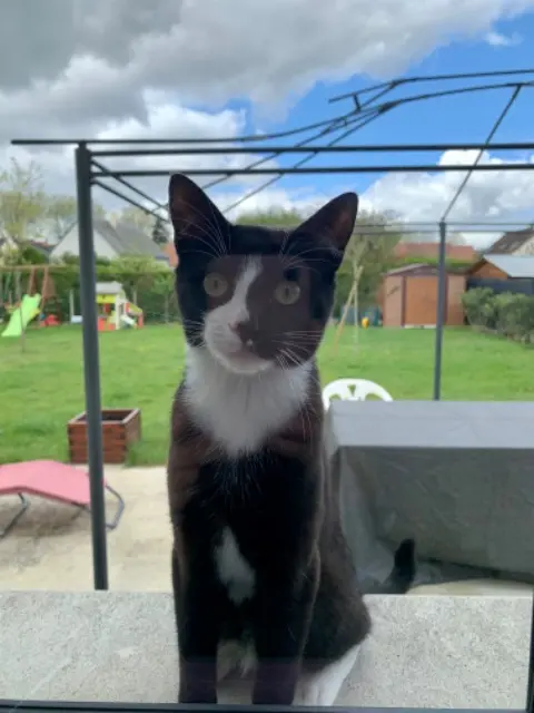 chat lost   37530 Nazelles-Négron Lupin