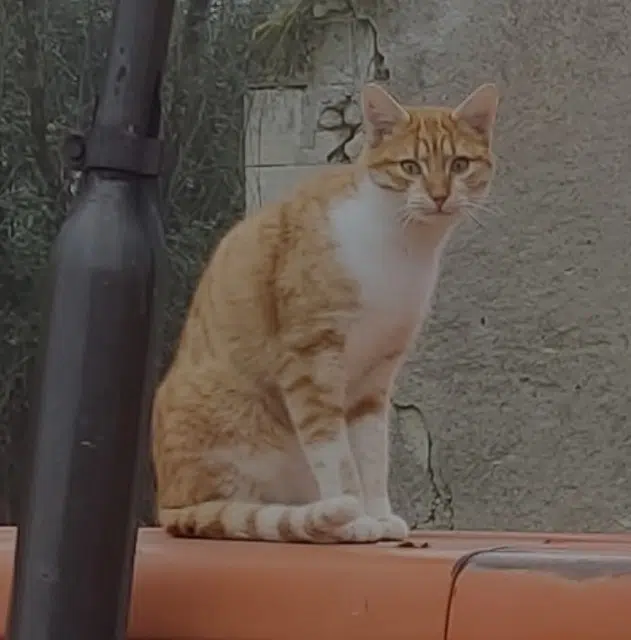 chat lost   37460 Orbigny Léon