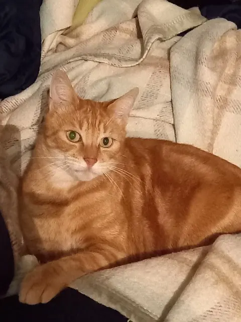 chat lost   37310 Dolus-le-Sec Marty