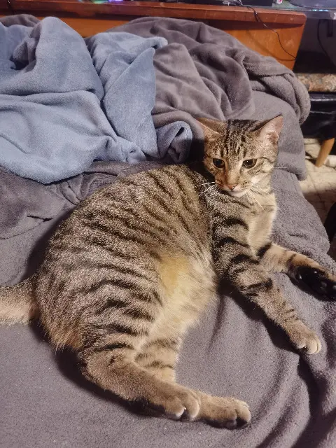chat lost   37310 Saint-Quentin-sur-Indrois Maurice