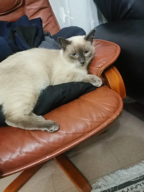 chat lost   37520 La Riche michou
