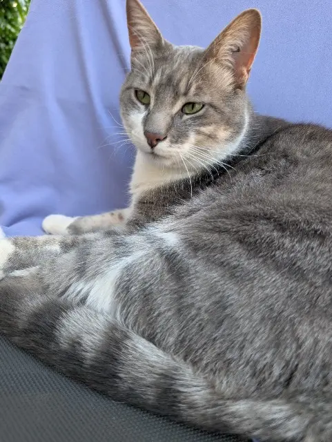 chat lost   37510 Ballan-Miré Miguel