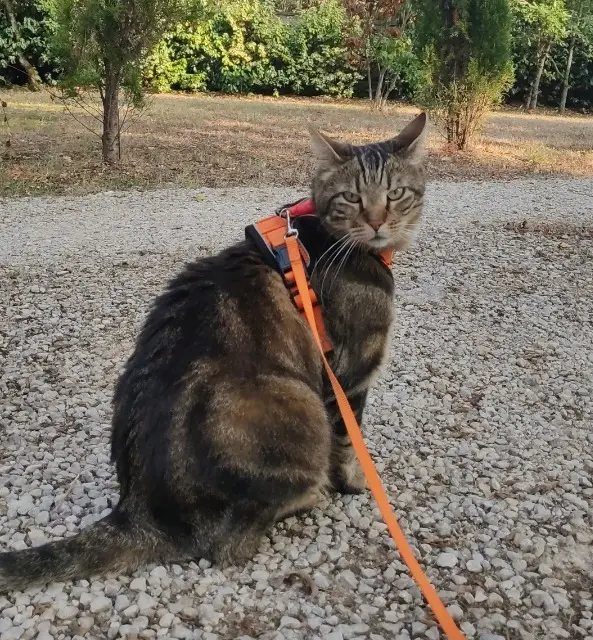 chat lost   37550 Saint-Avertin Milo