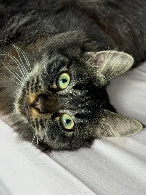 gato perdido 37530 Pocé-sur-Cisse Milou gato lost 37530 Pocé-sur-Cisse Milou