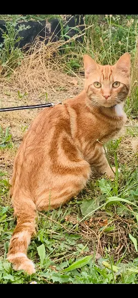 Chat Perdu 37 Indre-et-Loire - Mimine Chat Perdu 37 Indre-et-Loire - Mimine