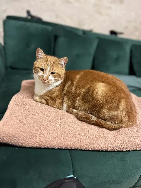 chat lost   37270 Athée-sur-Cher Mimoune