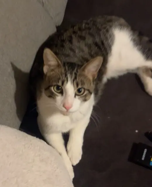 chat lost   37520 La Riche Minou
