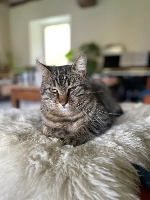 chat lost   37460 Villeloin-Coulangé Minou