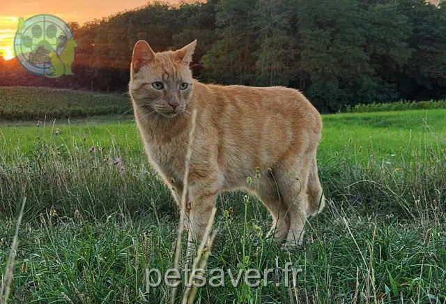 chat lost   37150 La Croix-en-Touraine Moufasse