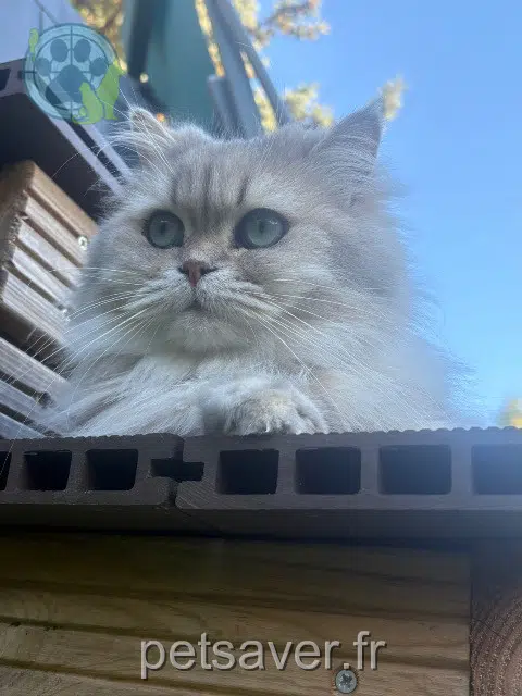 chat lost   37300 Joué-lès-Tours Mushu