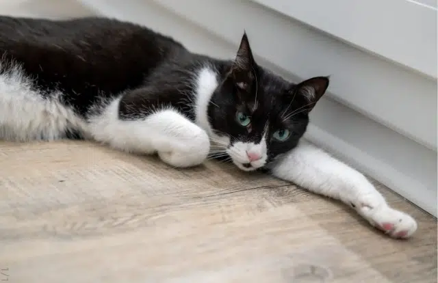 chat lost   37270 Montlouis-sur-Loire Nkosi