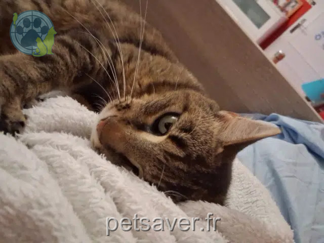 chat lost   37270 Montlouis-sur-Loire Nounouche